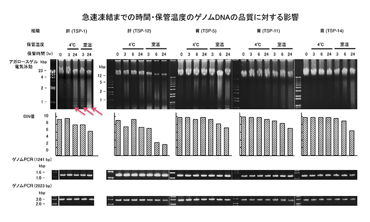 急速凍結までの時間・保管温度のゲノムDNAの品質に対する影響