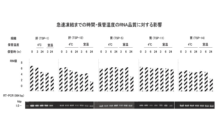 急速凍結までの時間・保管温度のRNAの品質に対する影響