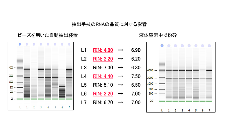 抽出手技のRNAの品質に対する影響