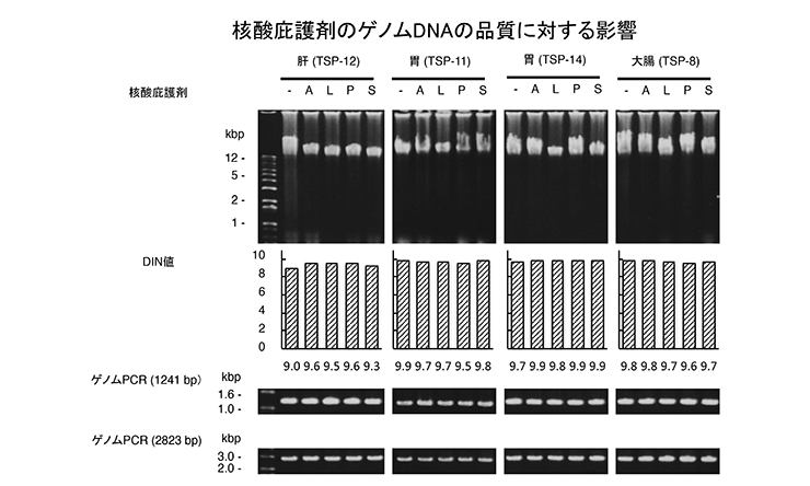 核酸庇護剤のゲノムDNAの品質に対する影響