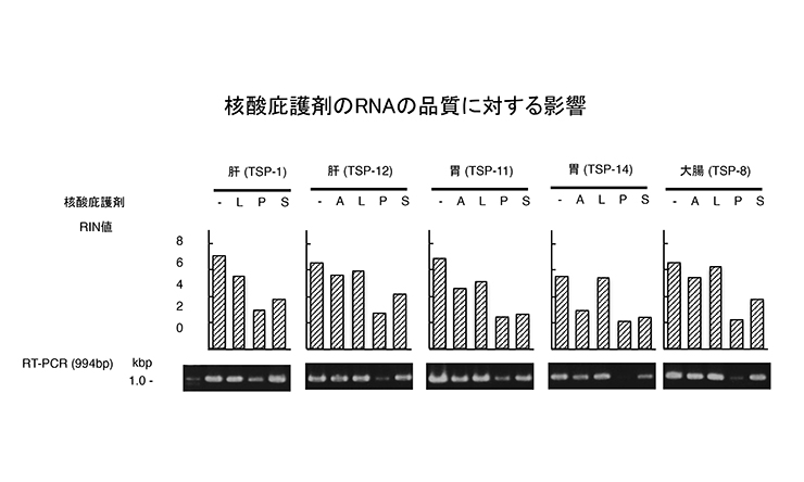 核酸庇護剤のRNAの品質に対する影響