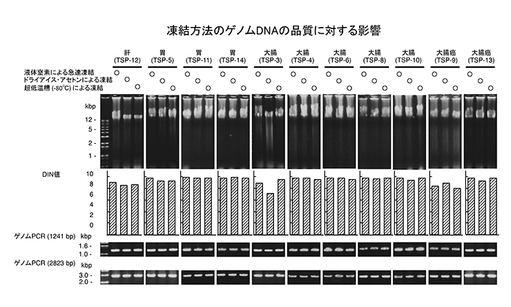 凍結方法のゲノムDNAの品質に対する影響