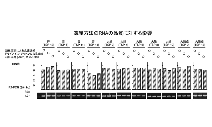 凍結方法のRNAの品質に対する影響