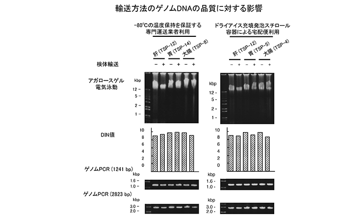 輸送方法のゲノムDNAの品質に対する影響