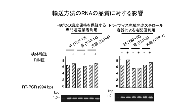 輸送方法のRNAの品質に対する影響