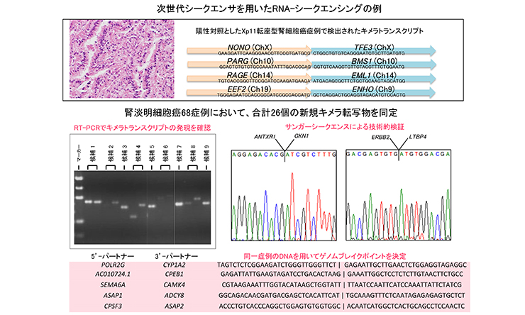 次世代シークエンサを用いたRNA-シークエンシングの例