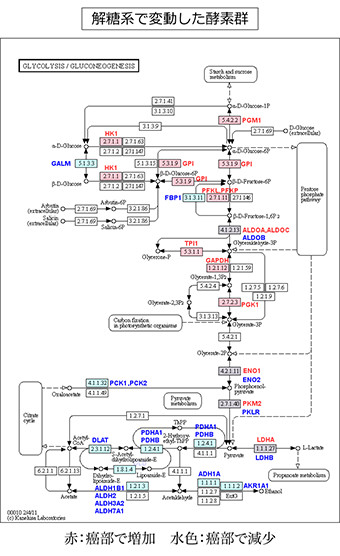 解糖系で変動した酵素群
