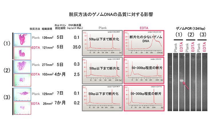 脱灰方法のゲノムDNAの品質に対する影響