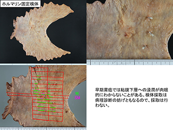 図版