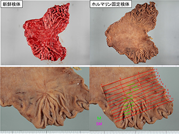 図版