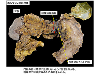 図版